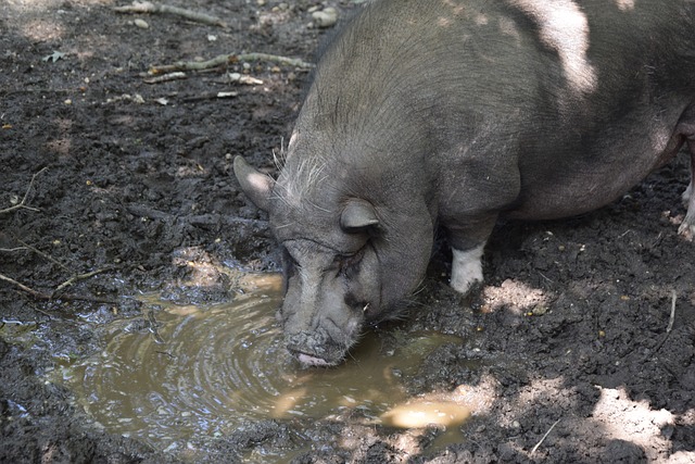 他灵活的跑 他灵活的跑